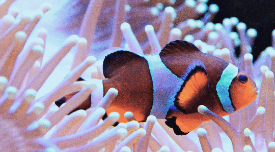 Clown fish and anemone2