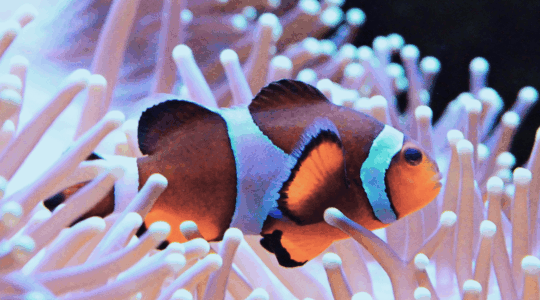 Clown-fish-and-anemone